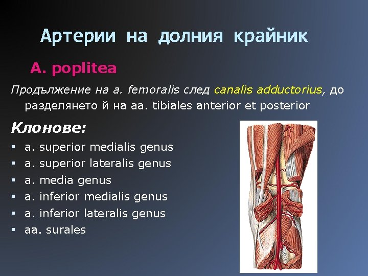 Артерии на долния крайник A. poplitea Продължение на a. femoralis след canalis adductorius, до
