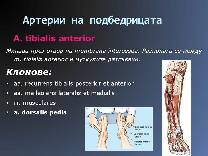Артерии на подбедрицата A. tibialis anterior Минава през отвор на membrana interossea. Разполага се