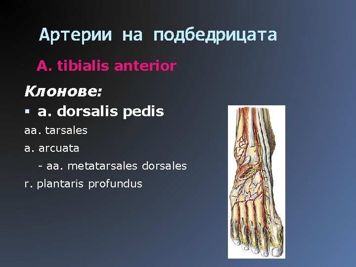 Артерии на подбедрицата A. tibialis anterior Клонове: a. dorsalis pedis aa. tarsales a. arcuata