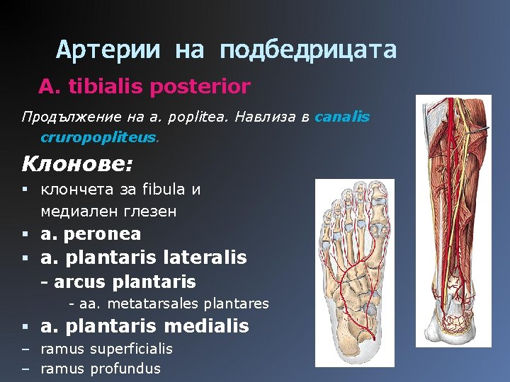 Артерии на подбедрицата A. tibialis posterior Продължение на a. poplitea. Навлиза в canalis cruropopliteus.