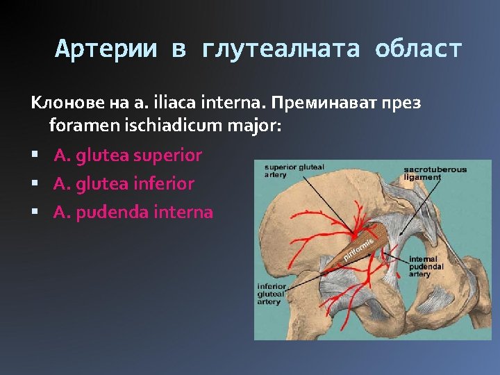 Артерии в глутеалната област Клонове на a. iliaca interna. Преминават през foramen ischiadicum major: