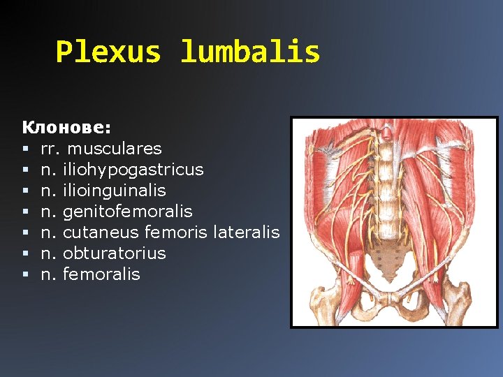 Plexus lumbalis Клонове: rr. musculares n. iliohypogastricus n. ilioinguinalis n. genitofemoralis n. cutaneus femoris