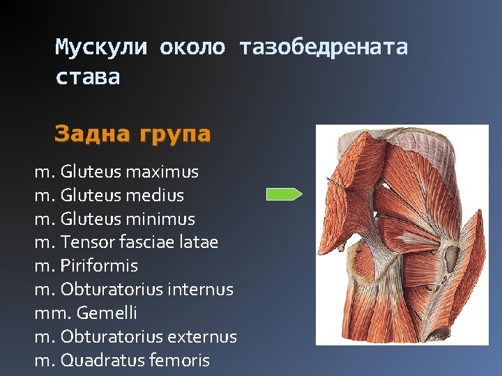 Мускули около тазобедрената става Задна група m. Gluteus maximus m. Gluteus medius m. Gluteus