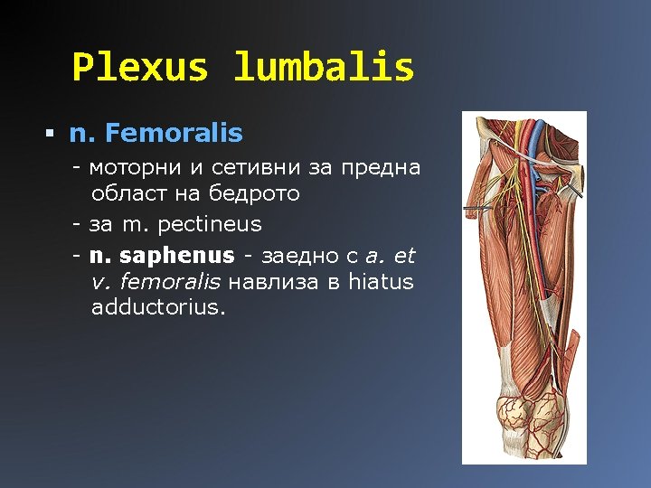 Plexus lumbalis n. Femoralis - моторни и сетивни за предна област на бедрото -