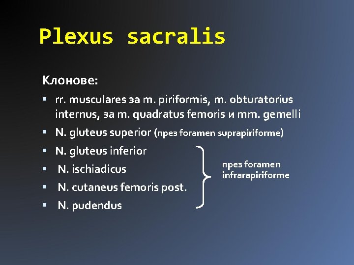 Plexus sacralis Клонове: rr. musculares за m. piriformis, m. obturatorius internus, за m. quadratus