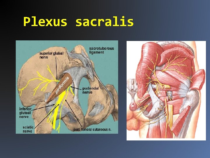 Plexus sacralis 