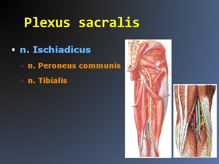 Plexus sacralis n. Ischiadicus n. Peroneus communis n. Tibialis 