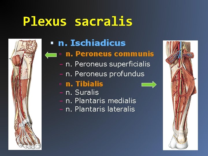 Plexus sacralis n. Ischiadicus n. Peroneus communis – n. Peroneus superficialis – n. Peroneus