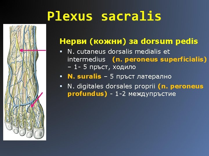 Plexus sacralis Нерви (кожни) за dorsum pedis N. cutaneus dorsalis medialis et intermedius (n.
