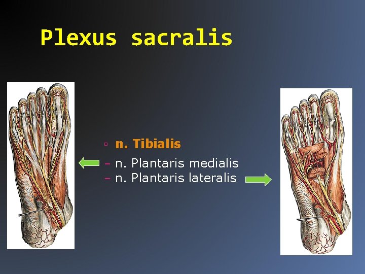 Plexus sacralis n. Tibialis – n. Plantaris medialis – n. Plantaris lateralis 