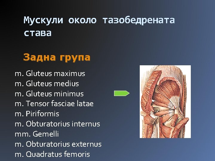 Мускули около тазобедрената става Задна група m. Gluteus maximus m. Gluteus medius m. Gluteus