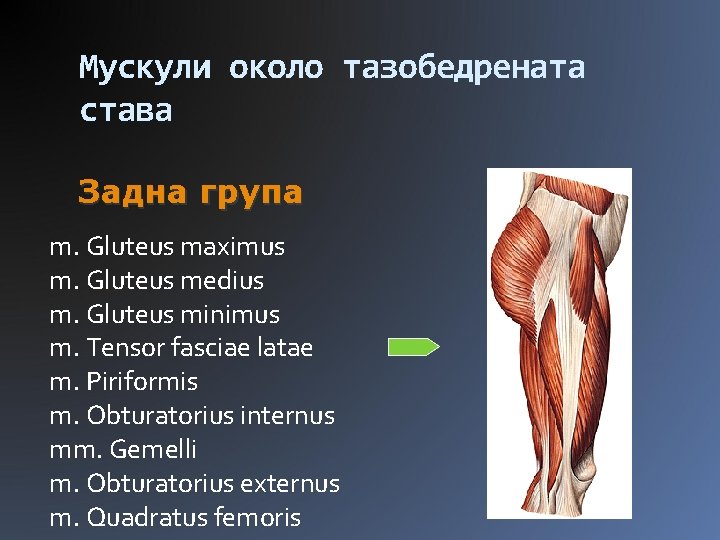 Мускули около тазобедрената става Задна група m. Gluteus maximus m. Gluteus medius m. Gluteus