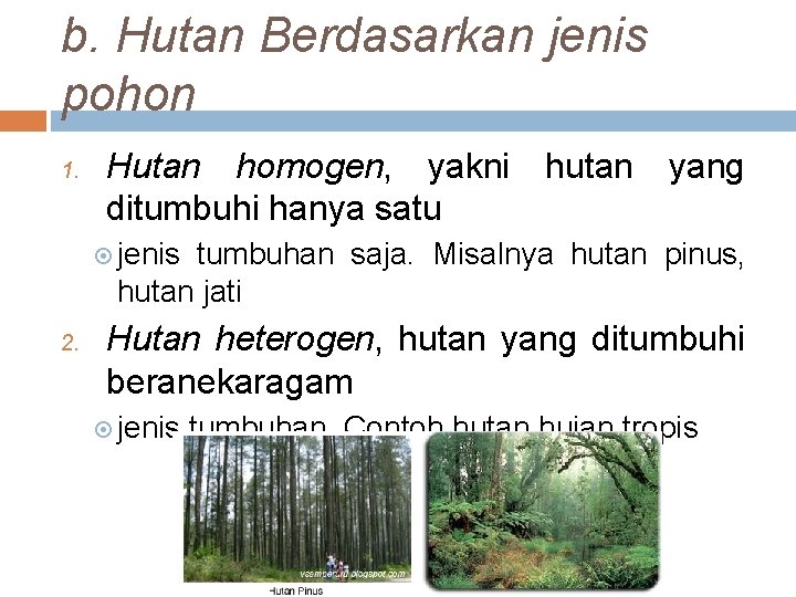 b. Hutan Berdasarkan jenis pohon 1. Hutan homogen, yakni hutan yang ditumbuhi hanya satu