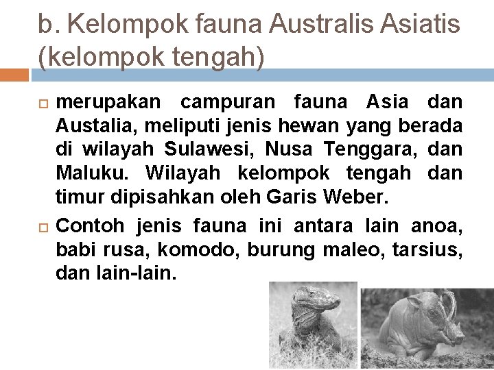 b. Kelompok fauna Australis Asiatis (kelompok tengah) merupakan campuran fauna Asia dan Austalia, meliputi
