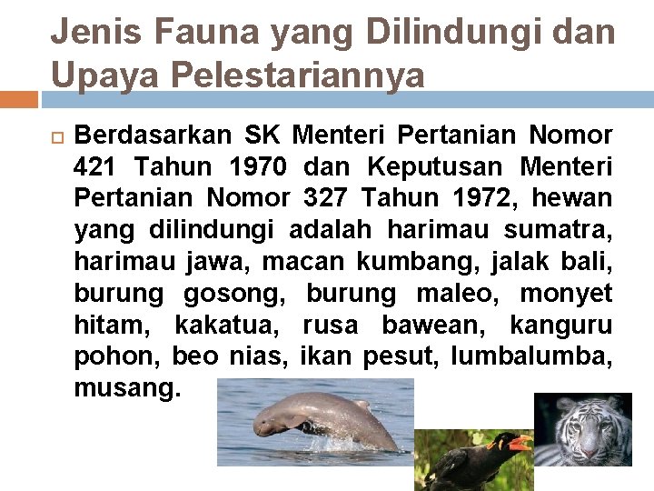 Jenis Fauna yang Dilindungi dan Upaya Pelestariannya Berdasarkan SK Menteri Pertanian Nomor 421 Tahun