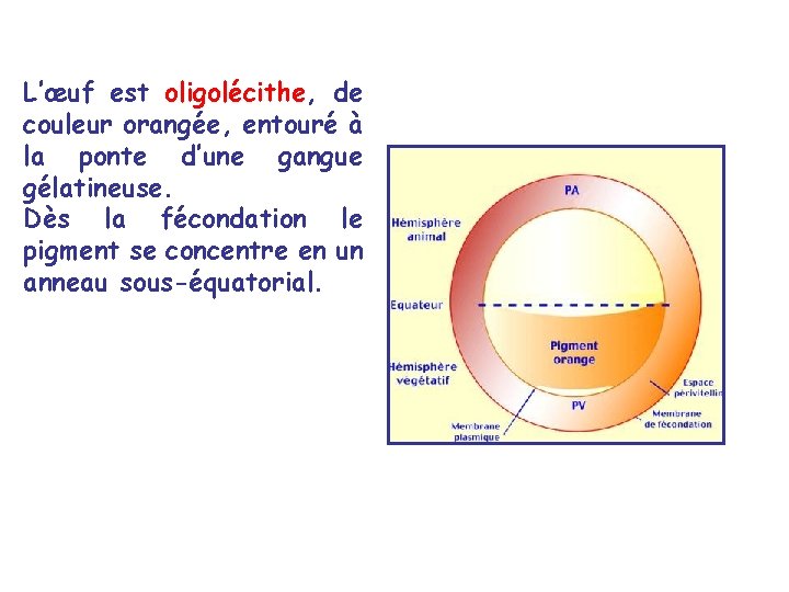 L’œuf est oligolécithe, de couleur orangée, entouré à la ponte d’une gangue gélatineuse. Dès L’œuf est oligolécithe, de couleur orangée, entouré à la ponte d’une gangue gélatineuse. Dès