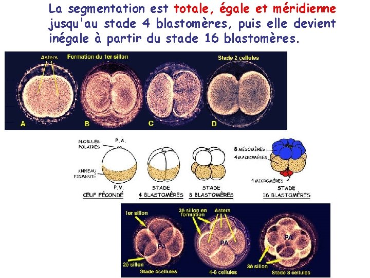 La segmentation est totale, égale et méridienne jusqu'au stade 4 blastomères, puis elle devient La segmentation est totale, égale et méridienne jusqu'au stade 4 blastomères, puis elle devient