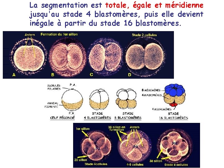 La segmentation est totale, égale et méridienne jusqu'au stade 4 blastomères, puis elle devient
