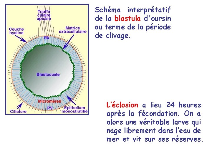 Schéma interprétatif de la blastula d'oursin au terme de la période de clivage. L’éclosion Schéma interprétatif de la blastula d'oursin au terme de la période de clivage. L’éclosion