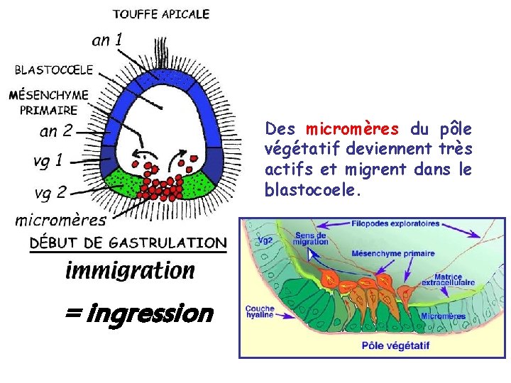 Des micromères du pôle végétatif deviennent très actifs et migrent dans le blastocoele. = Des micromères du pôle végétatif deviennent très actifs et migrent dans le blastocoele. =