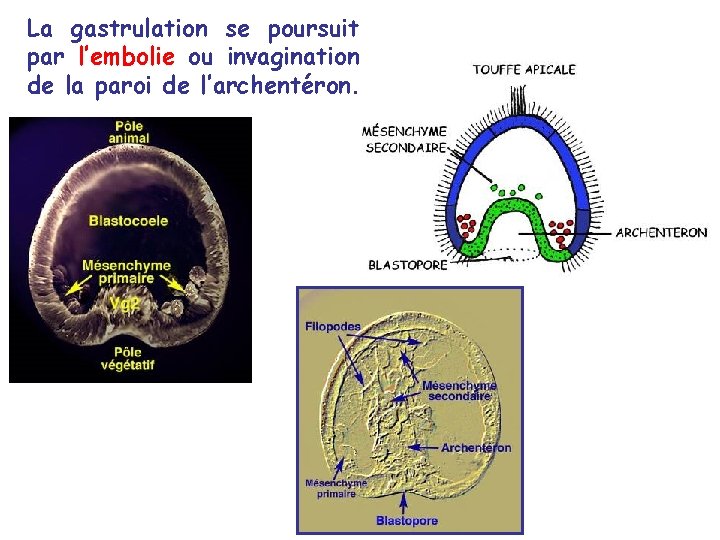 La gastrulation se poursuit par l’embolie ou invagination de la paroi de l’archentéron. La gastrulation se poursuit par l’embolie ou invagination de la paroi de l’archentéron.