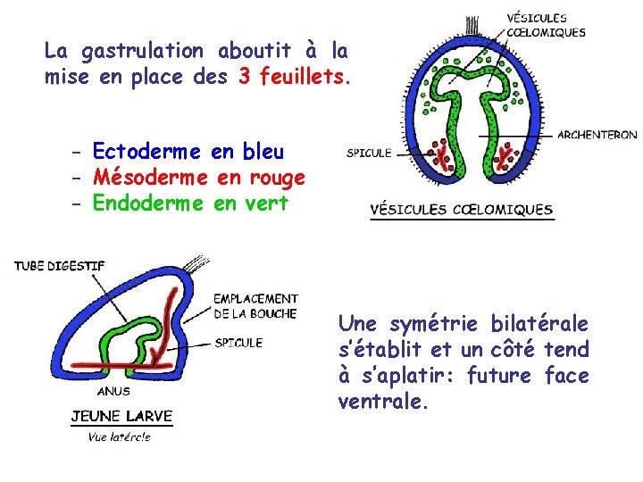 La gastrulation aboutit à la mise en place des 3 feuillets. - Ectoderme en La gastrulation aboutit à la mise en place des 3 feuillets. - Ectoderme en