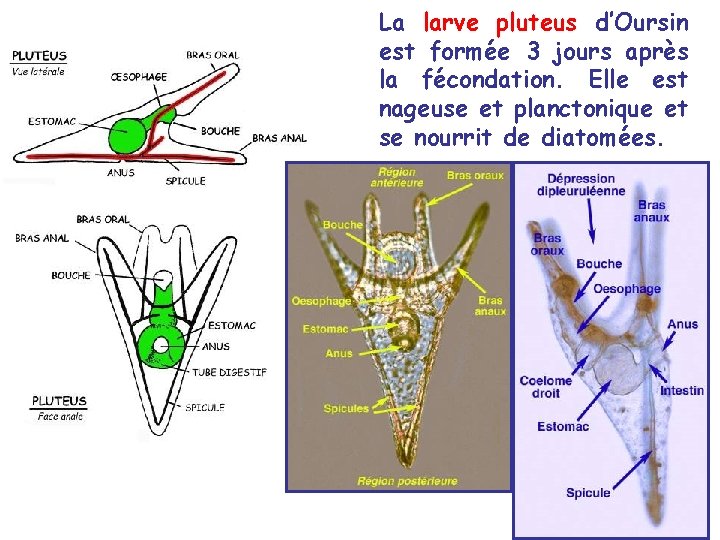 La larve pluteus d’Oursin est formée 3 jours après la fécondation. Elle est nageuse