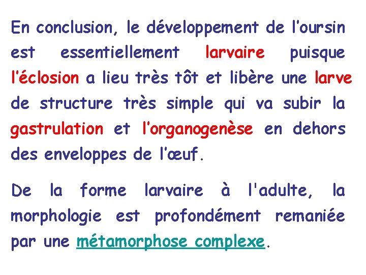 En conclusion, le développement de l’oursin est essentiellement larvaire puisque l’éclosion a lieu très