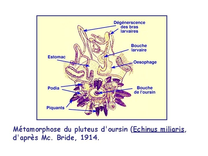 Métamorphose du pluteus d'oursin (Echinus miliaris, d'après Mc. Bride, 1914. 