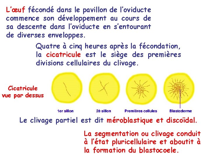 L’œuf fécondé dans le pavillon de l’oviducte commence son développement au cours de sa