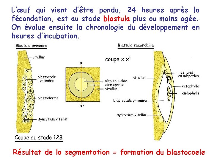 L’œuf qui vient d’être pondu, 24 heures après la fécondation, est au stade blastula L’œuf qui vient d’être pondu, 24 heures après la fécondation, est au stade blastula
