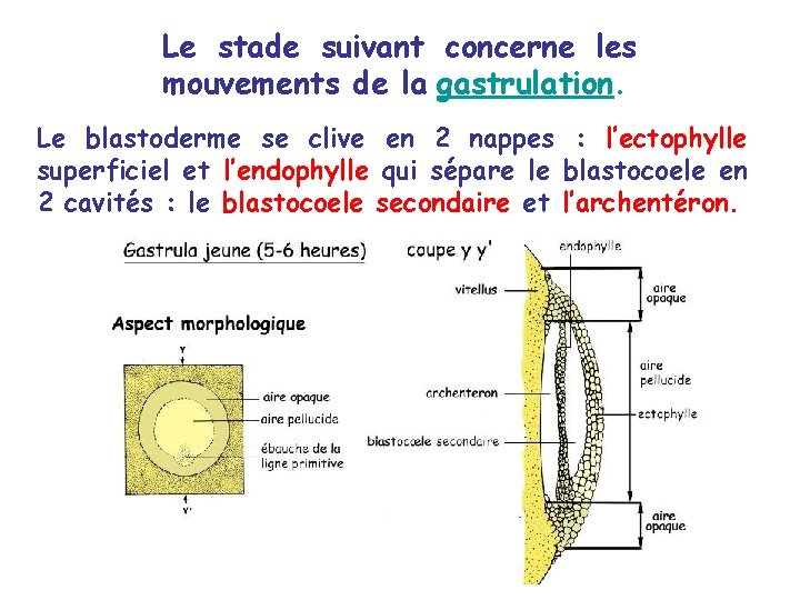 Le stade suivant concerne les mouvements de la gastrulation. Le blastoderme se clive en