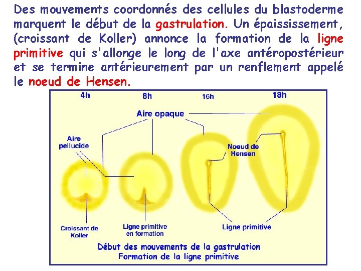 Des mouvements coordonnés des cellules du blastoderme marquent le début de la gastrulation. Un Des mouvements coordonnés des cellules du blastoderme marquent le début de la gastrulation. Un