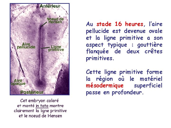 Au stade 16 heures, l’aire pellucide est devenue ovale et la ligne primitive a