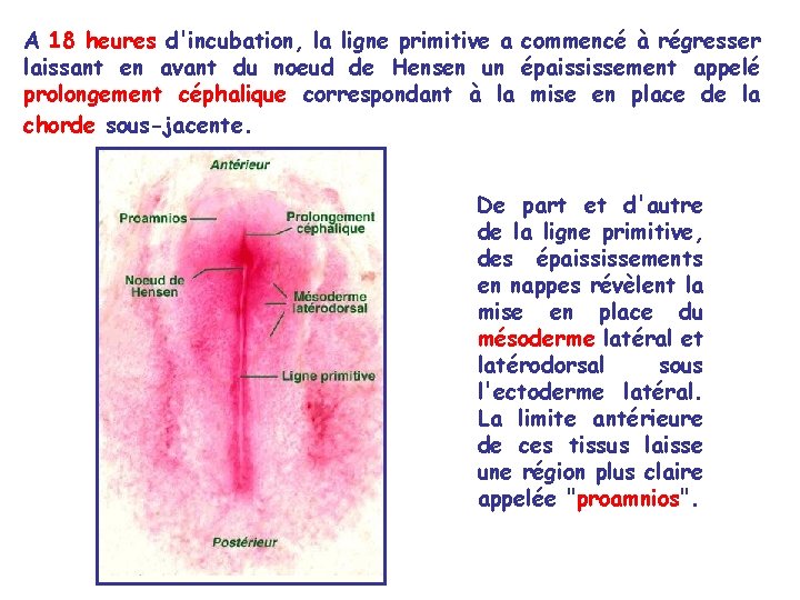 A 18 heures d'incubation, la ligne primitive a commencé à régresser laissant en avant