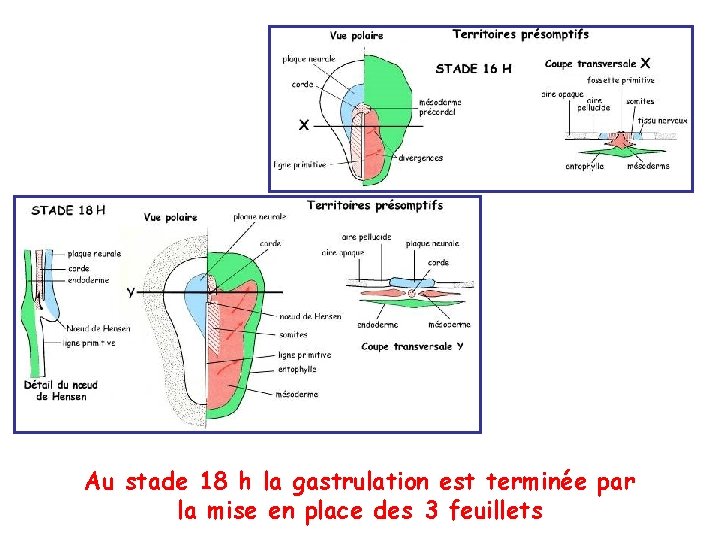 Au stade 18 h la gastrulation est terminée par la mise en place des