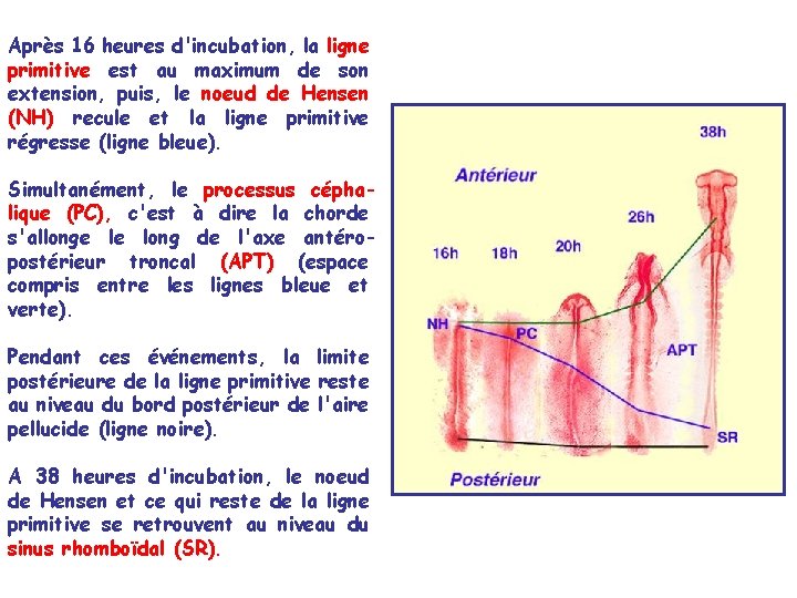 Après 16 heures d'incubation, la ligne primitive est au maximum de son extension, puis, Après 16 heures d'incubation, la ligne primitive est au maximum de son extension, puis,