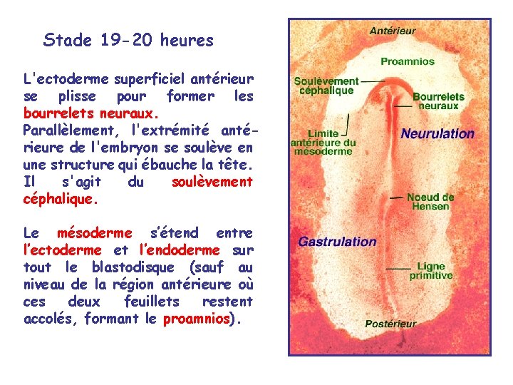 Stade 19 -20 heures L'ectoderme superficiel antérieur se plisse pour former les bourrelets neuraux. Stade 19 -20 heures L'ectoderme superficiel antérieur se plisse pour former les bourrelets neuraux.