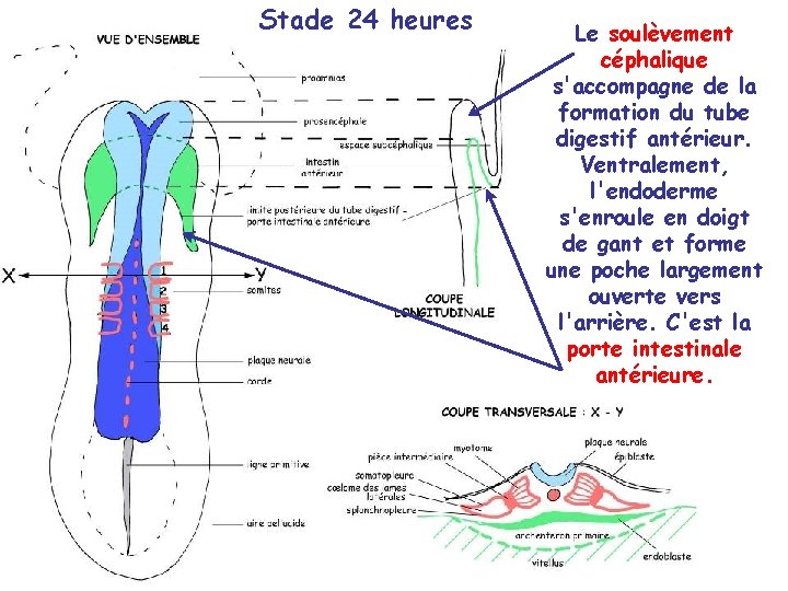 Stade 24 heures Le soulèvement céphalique s'accompagne de la formation du tube digestif antérieur.