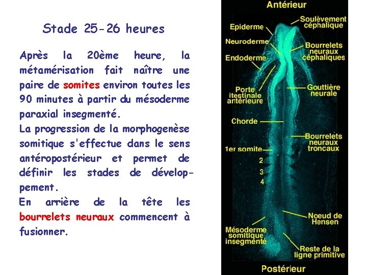 Stade 25 -26 heures Après la 20ème heure, la métamérisation fait naître une paire