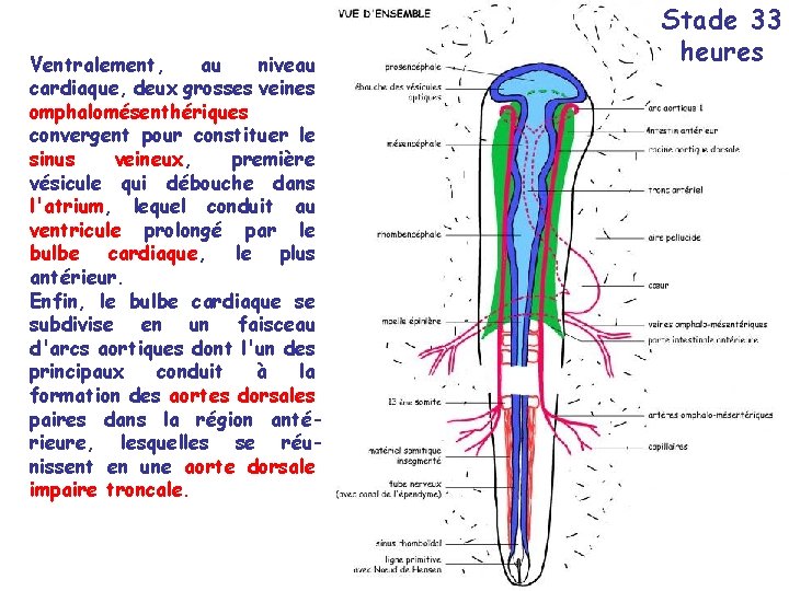 Ventralement, au niveau cardiaque, deux grosses veines omphalomésenthériques convergent pour constituer le sinus veineux,