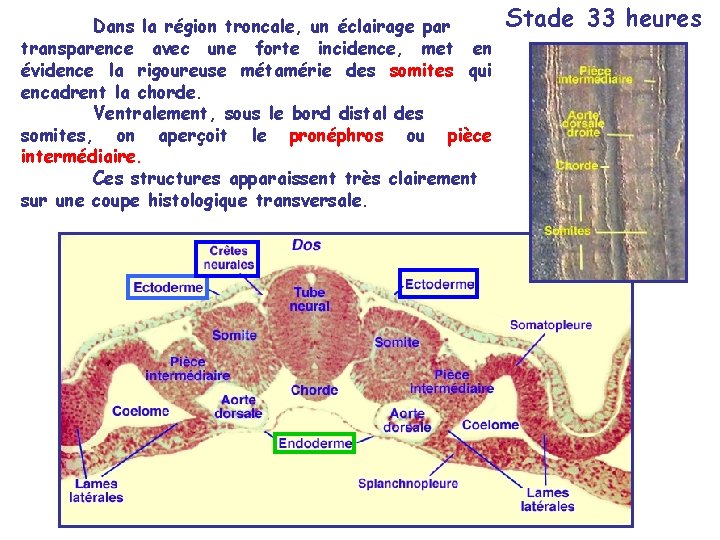 Dans la région troncale, un éclairage par transparence avec une forte incidence, met en Dans la région troncale, un éclairage par transparence avec une forte incidence, met en