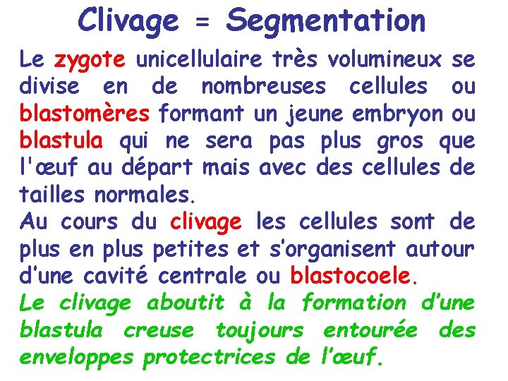 Clivage = Segmentation Le zygote unicellulaire très volumineux se divise en de nombreuses cellules Clivage = Segmentation Le zygote unicellulaire très volumineux se divise en de nombreuses cellules