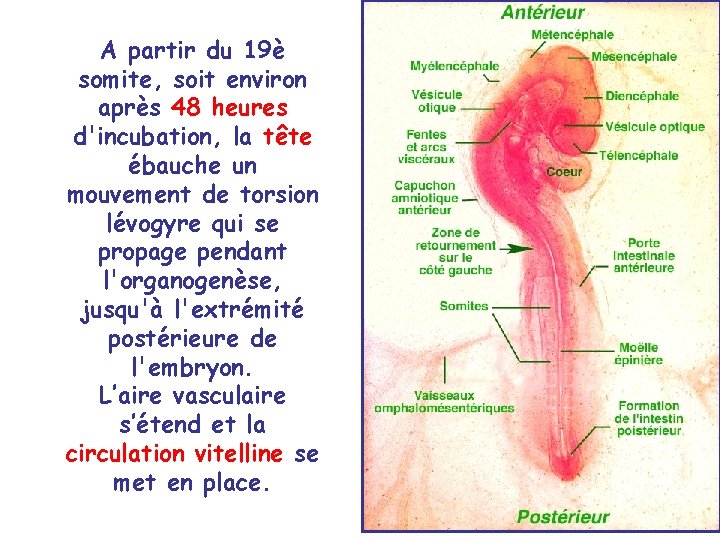 A partir du 19è somite, soit environ après 48 heures d'incubation, la tête ébauche