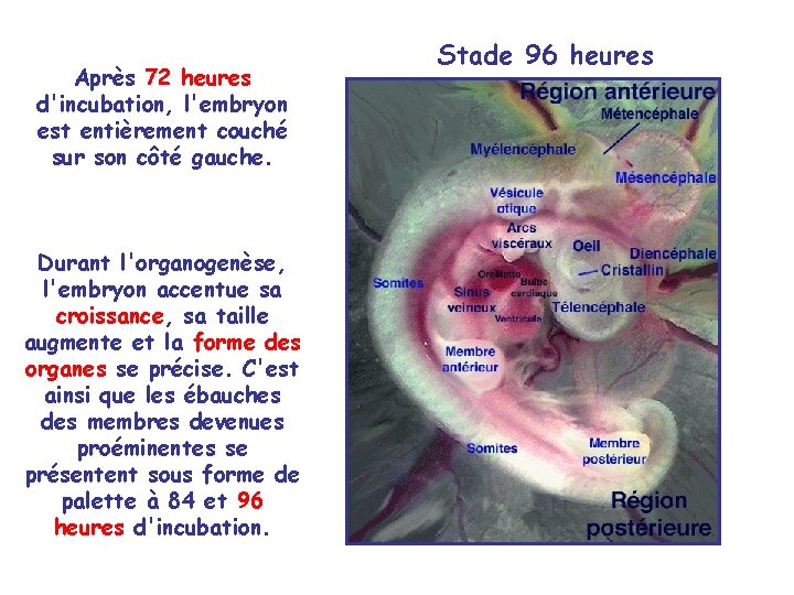 Après 72 heures d'incubation, l'embryon est entièrement couché sur son côté gauche. Durant l'organogenèse, Après 72 heures d'incubation, l'embryon est entièrement couché sur son côté gauche. Durant l'organogenèse,