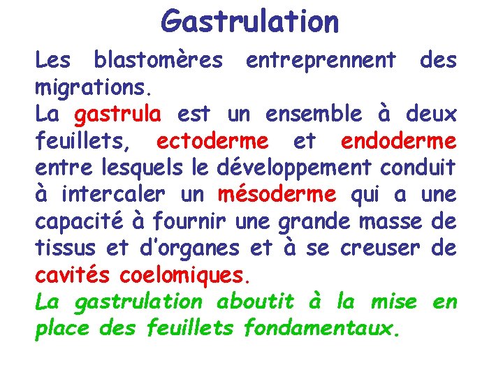 Gastrulation Les blastomères entreprennent des migrations. La gastrula est un ensemble à deux feuillets,