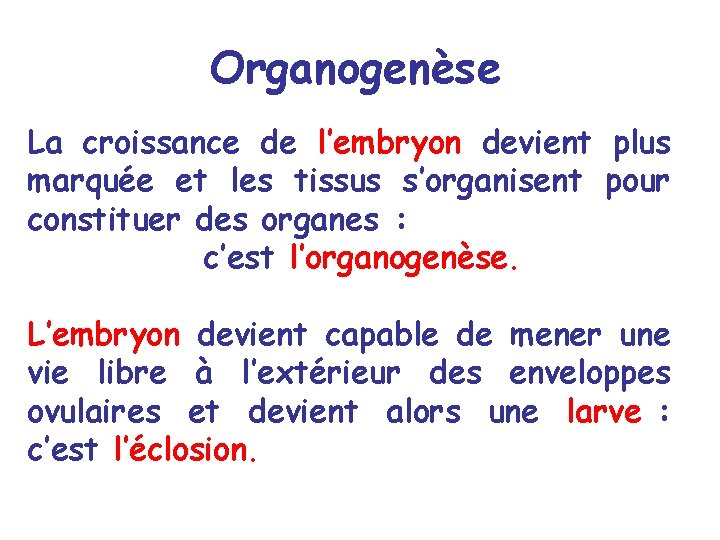Organogenèse La croissance de l’embryon devient plus marquée et les tissus s’organisent pour constituer Organogenèse La croissance de l’embryon devient plus marquée et les tissus s’organisent pour constituer