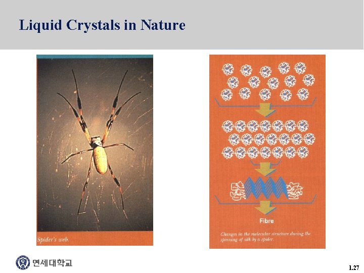 Liquid Crystals in Nature 1. 27 