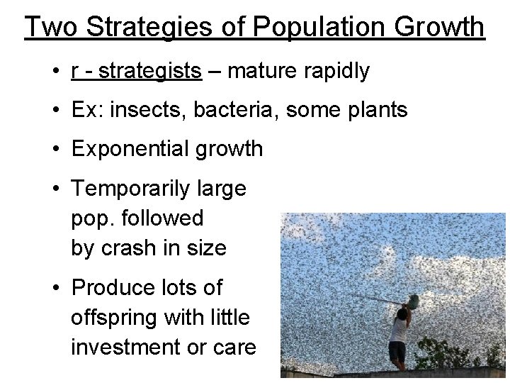 Two Strategies of Population Growth • r - strategists – mature rapidly • Ex: