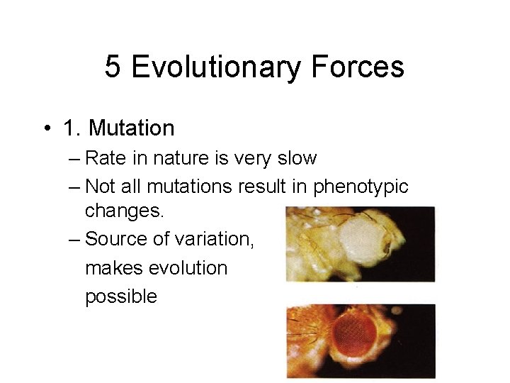 5 Evolutionary Forces • 1. Mutation – Rate in nature is very slow –